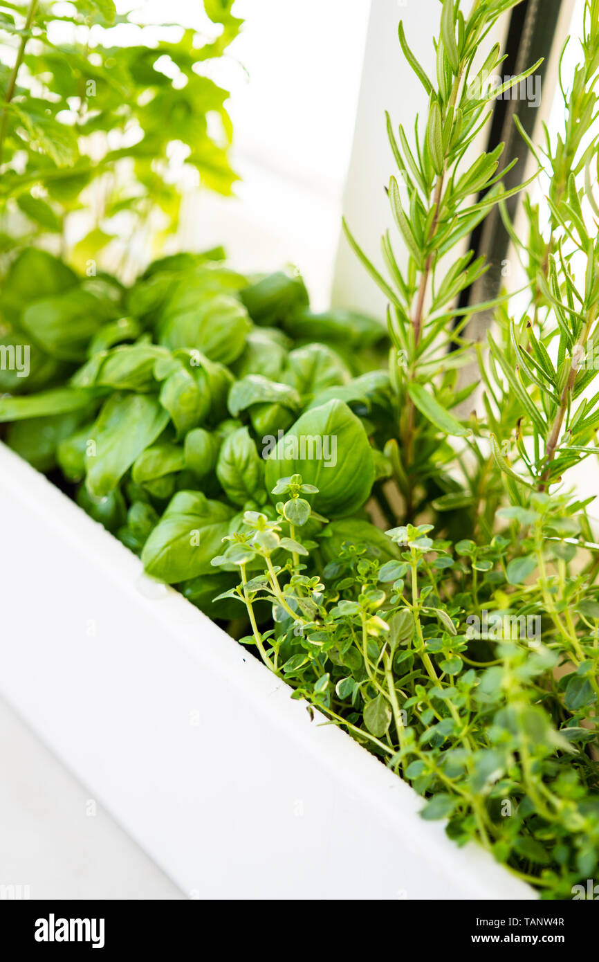 Gemischte frische Kruter im Topf wachsen, stdtischen Balkon Garten mit  Zimmerpflanzen closeup Stockfotografie - Alamy