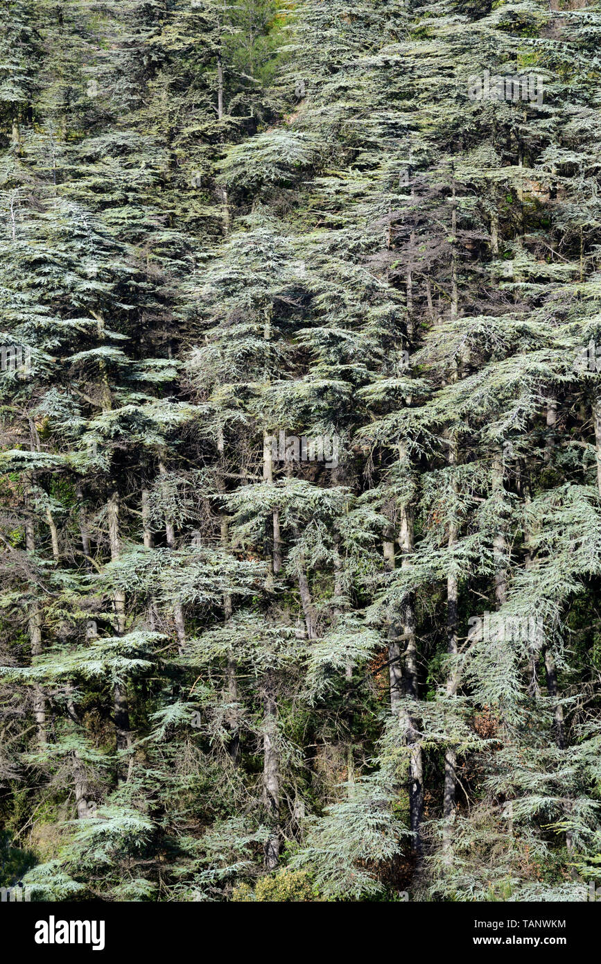 Wald von Atlaszedern, Cedrus Atlantica, in den Alpillen oder Les Alpilles Regional Park Provence Frankreich Stockfoto