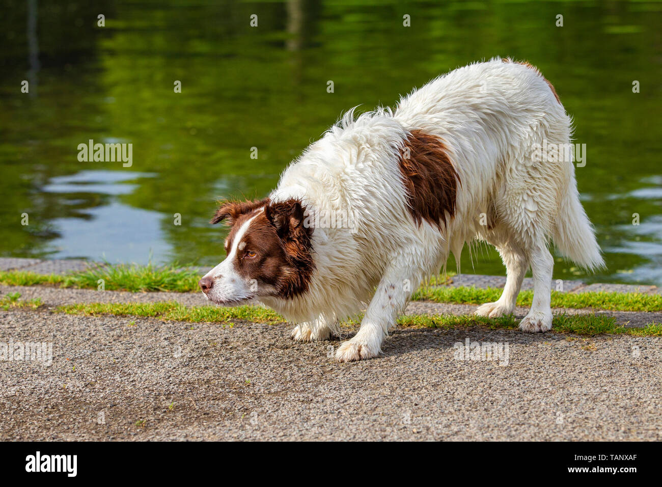 Collie Hund auf seinem morgendlichen Spaziergang am Rande der See zum Bootfahren in Abington Park, Northampton, Großbritannien. Stockfoto