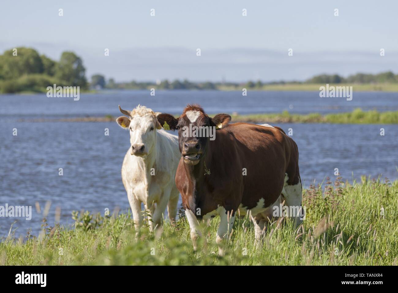 Fleckvieh Stockfoto