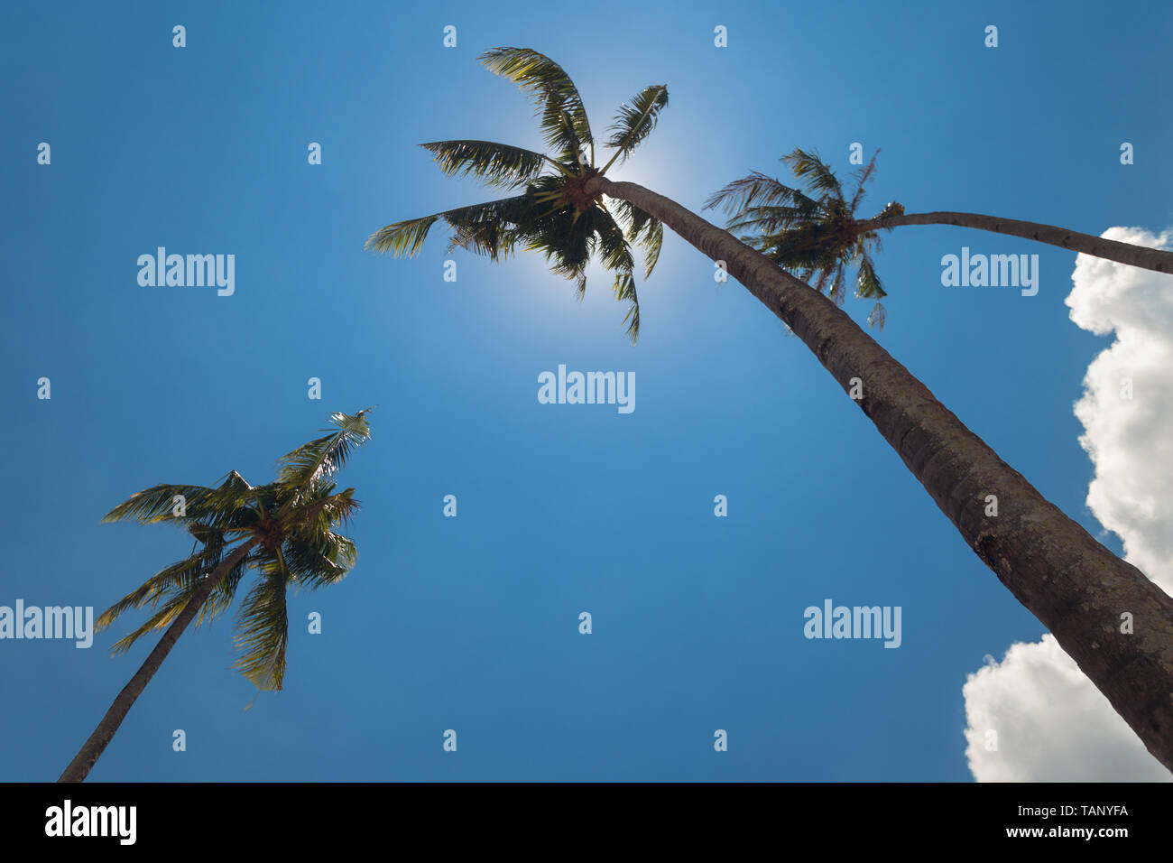 Hohe Palmen unter Bue sky Stockfoto