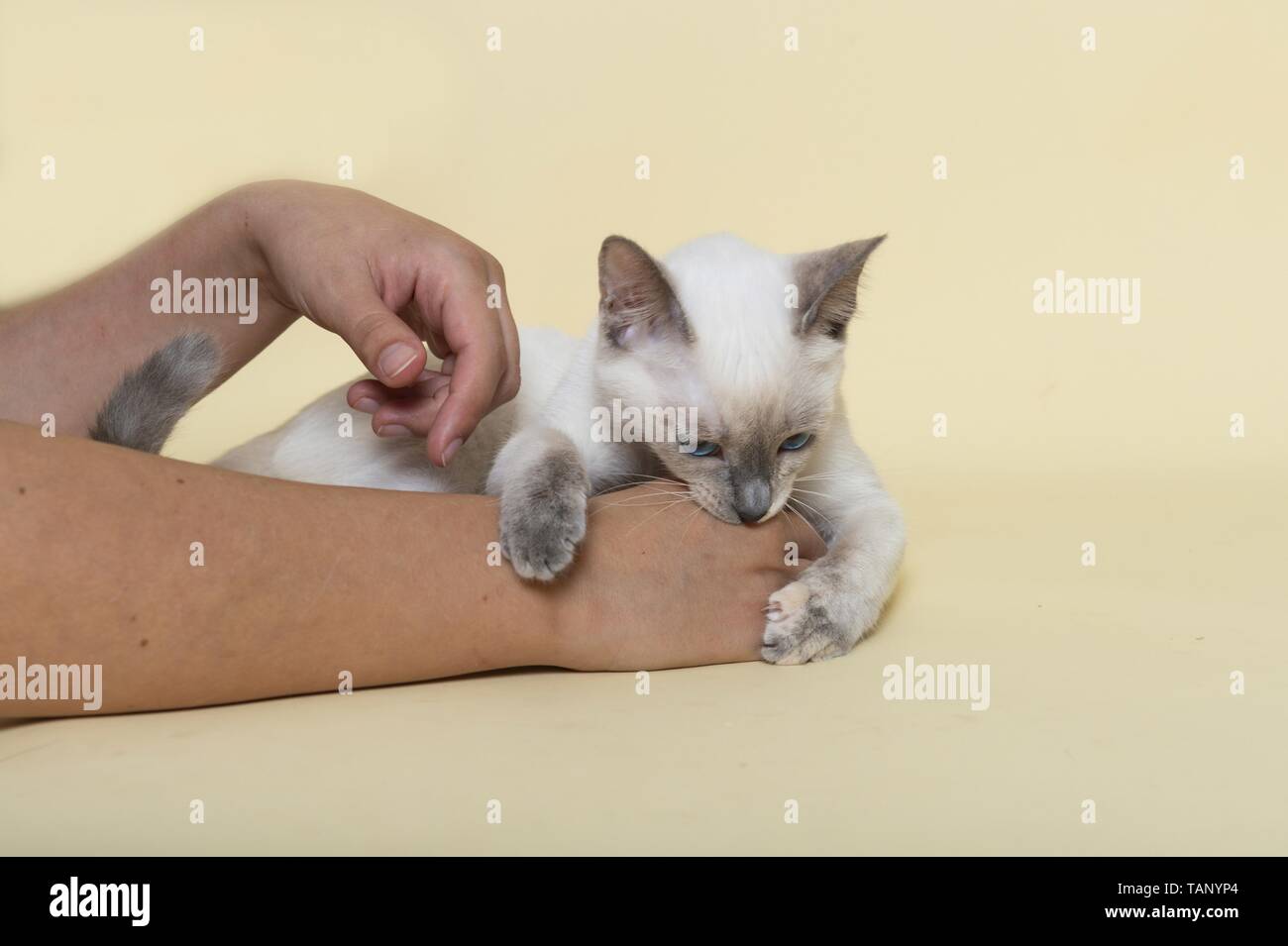 Thai zu spielen Stockfoto