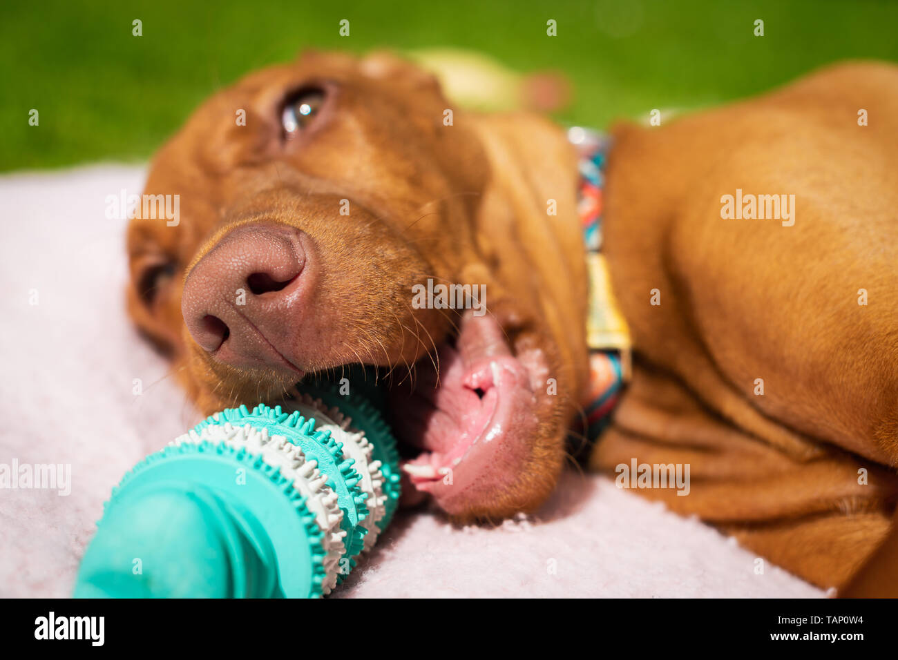 Cute vizsla Welpen spielen mit Zähnen kauen Reinigung Spielzeug für Hunde. Entfernung von Plaque, gesunden Hund Zähne Konzept. Dental Hygiene. Stockfoto