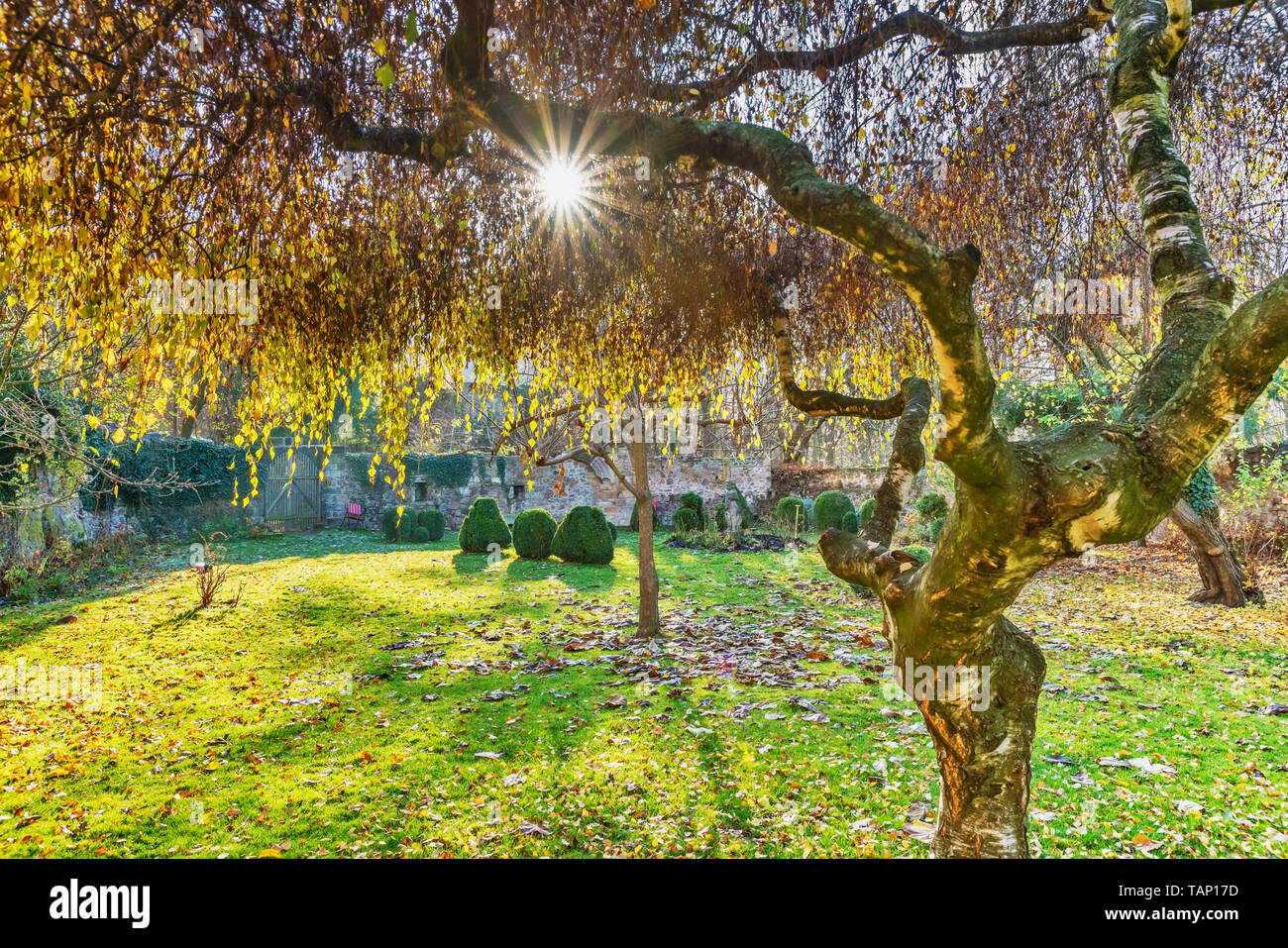 Es ist Herbst, die Sonne scheint, die durch die gelben Blätter einer Birke, Sachsen, Deutschland, Europa Stockfoto