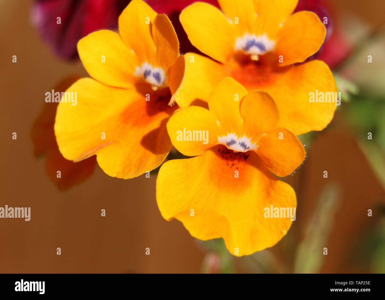 Gelbe Nemesia Blumen blühen im Sommer Stockfoto
