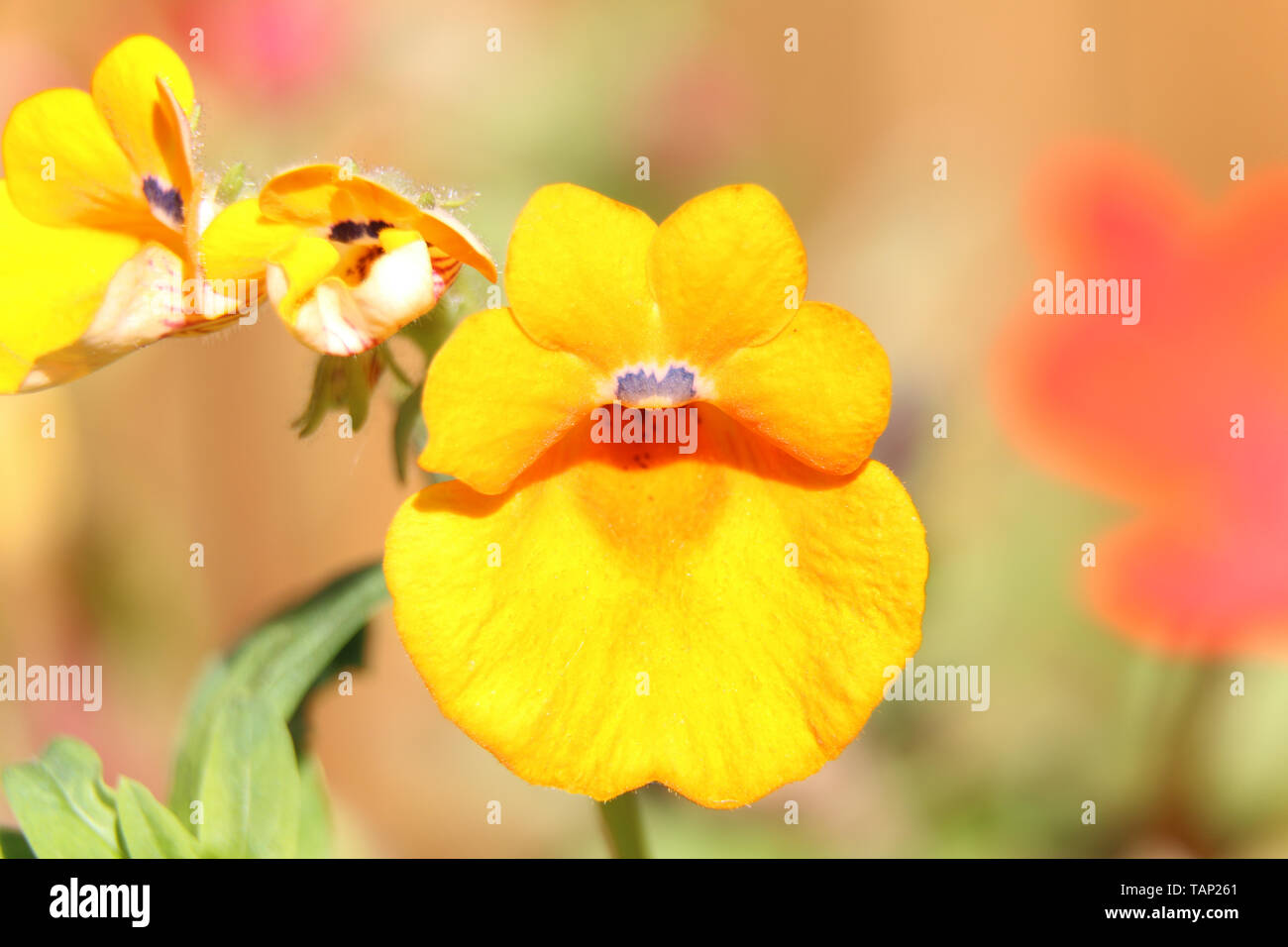 Gelbe Nemesia Blumen blühen im Sommer Stockfoto