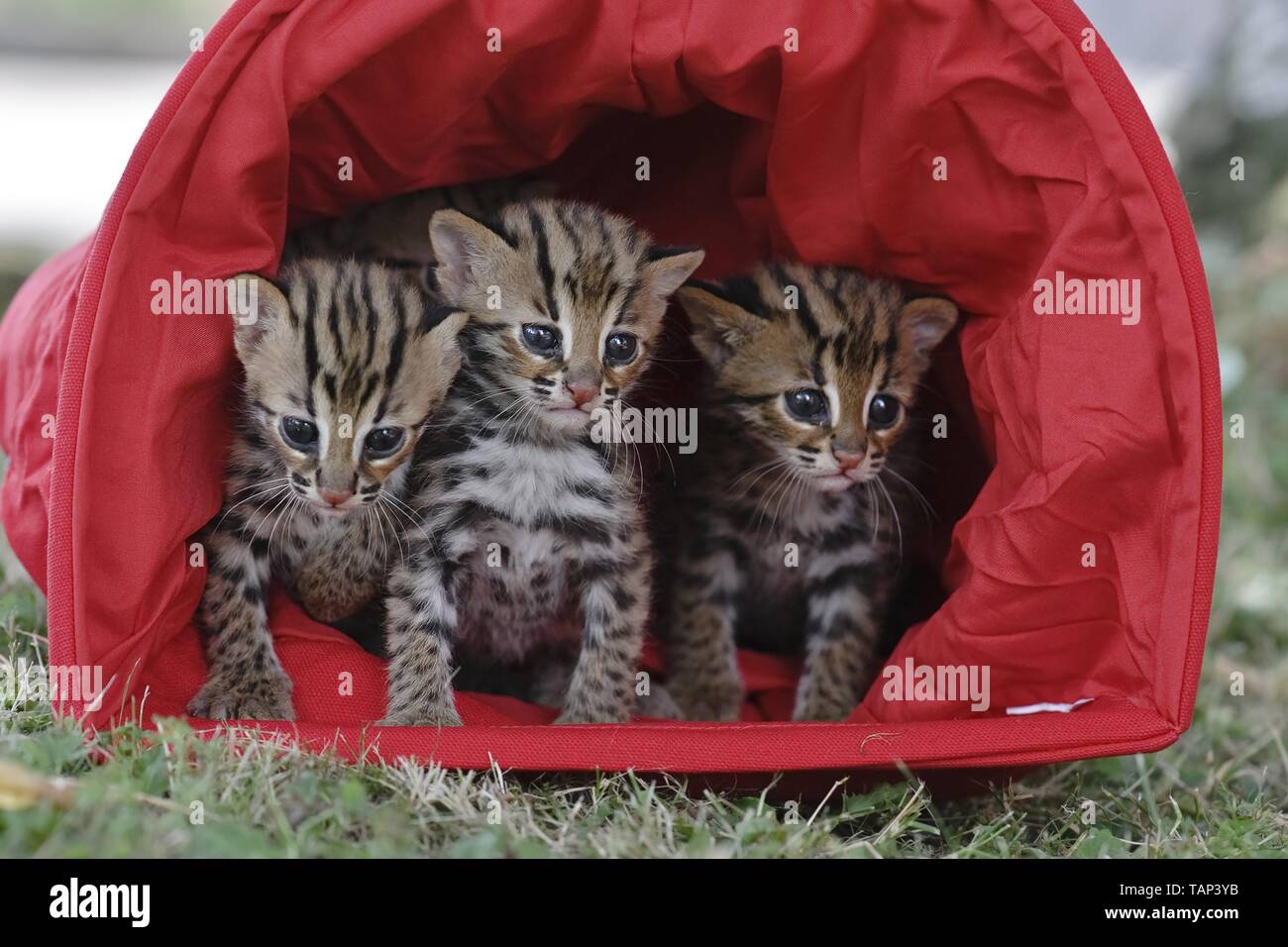 Asian Leopard Cats Stockfoto