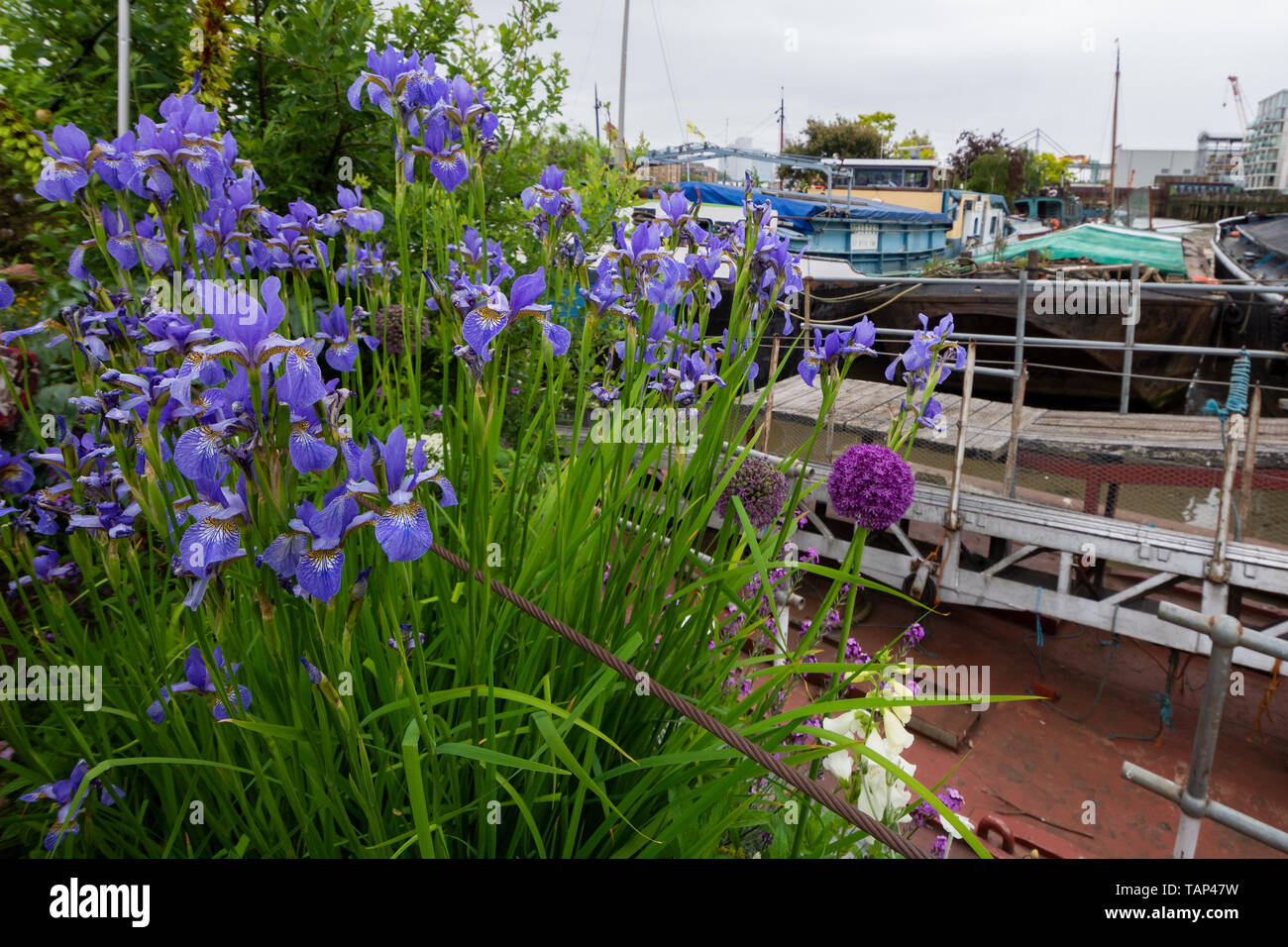 London, Großbritannien. 26. Mai 2019. Die einzigartige schwimmende Garten Barge Quadrat in Downings Straße Moorings (auch als Tower Bridge Moorings bekannt) auf der Themse, eröffnet im Rahmen des National Gardens Scheme (NGS). Der Garten Barge Square besteht aus mehr als 30 Êhistoric boote Bereitstellung erschwinglichen Wohnungen und Studios für über 70 Personen um eine Infrastruktur der schwimmenden Gärten und Vernetzung Gehwege. Der Garten Barge Platz ist nur eine kurze Entfernung von der Tower Bridge. Diese Öffnung war der einzige Platz während 2019 zu nehmen. Credit: Stephen Bell/Alamy Stock Foto. Stockfoto