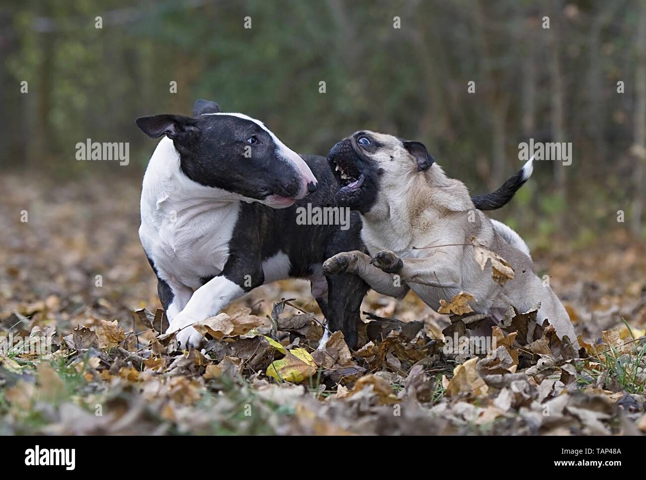 Hunde Stockfoto