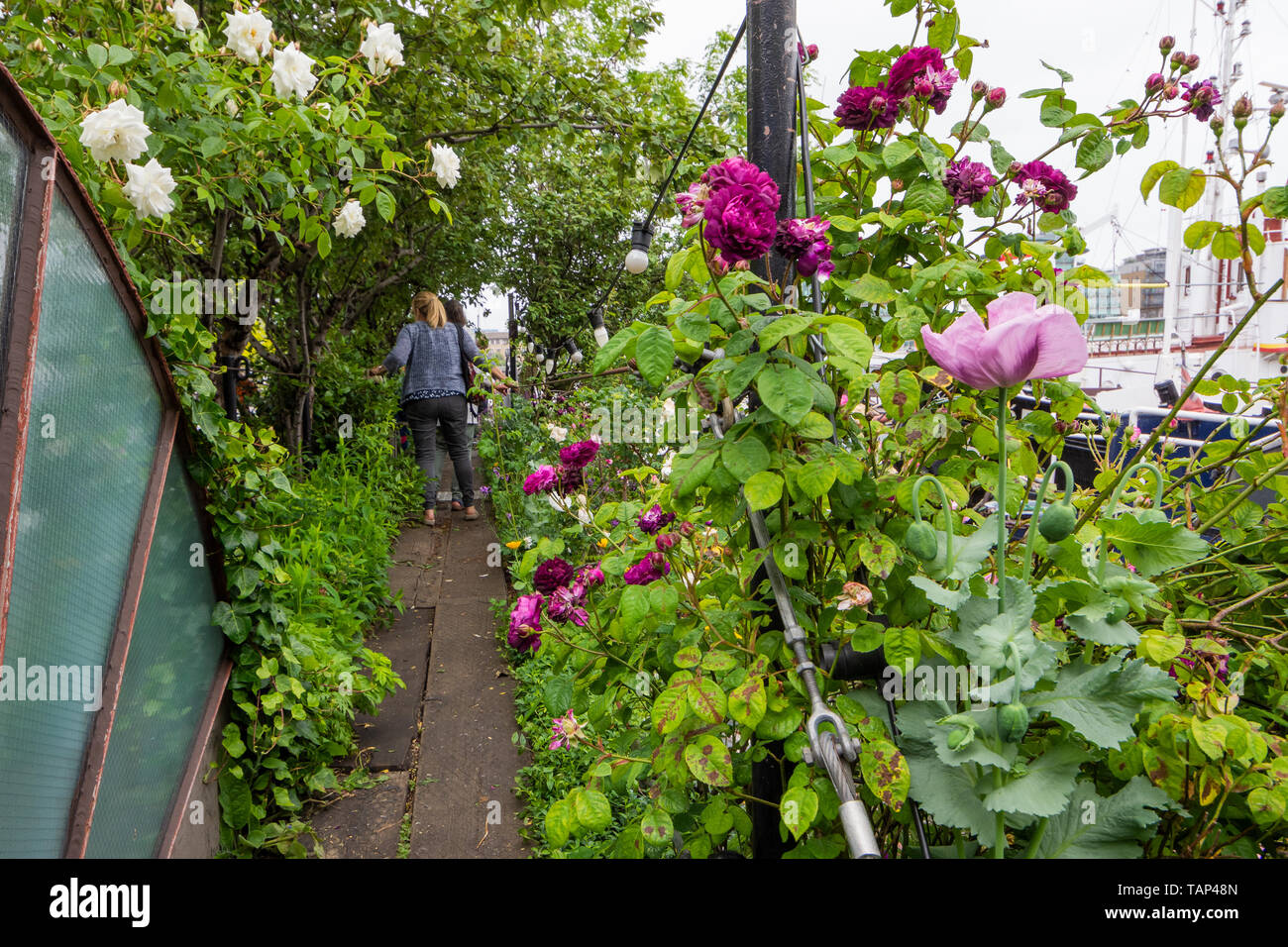 London, Großbritannien. 26. Mai 2019. Die einzigartige schwimmende Garten Barge Quadrat in Downings Straße Moorings (auch als Tower Bridge Moorings bekannt) auf der Themse, eröffnet im Rahmen des National Gardens Scheme (NGS). Der Garten Barge Square besteht aus mehr als 30 Êhistoric boote Bereitstellung erschwinglichen Wohnungen und Studios für über 70 Personen um eine Infrastruktur der schwimmenden Gärten und Vernetzung Gehwege. Der Garten Barge Platz ist nur eine kurze Entfernung von der Tower Bridge. Diese Öffnung war der einzige Platz während 2019 zu nehmen. Credit: Stephen Bell/Alamy Stock Foto. Stockfoto