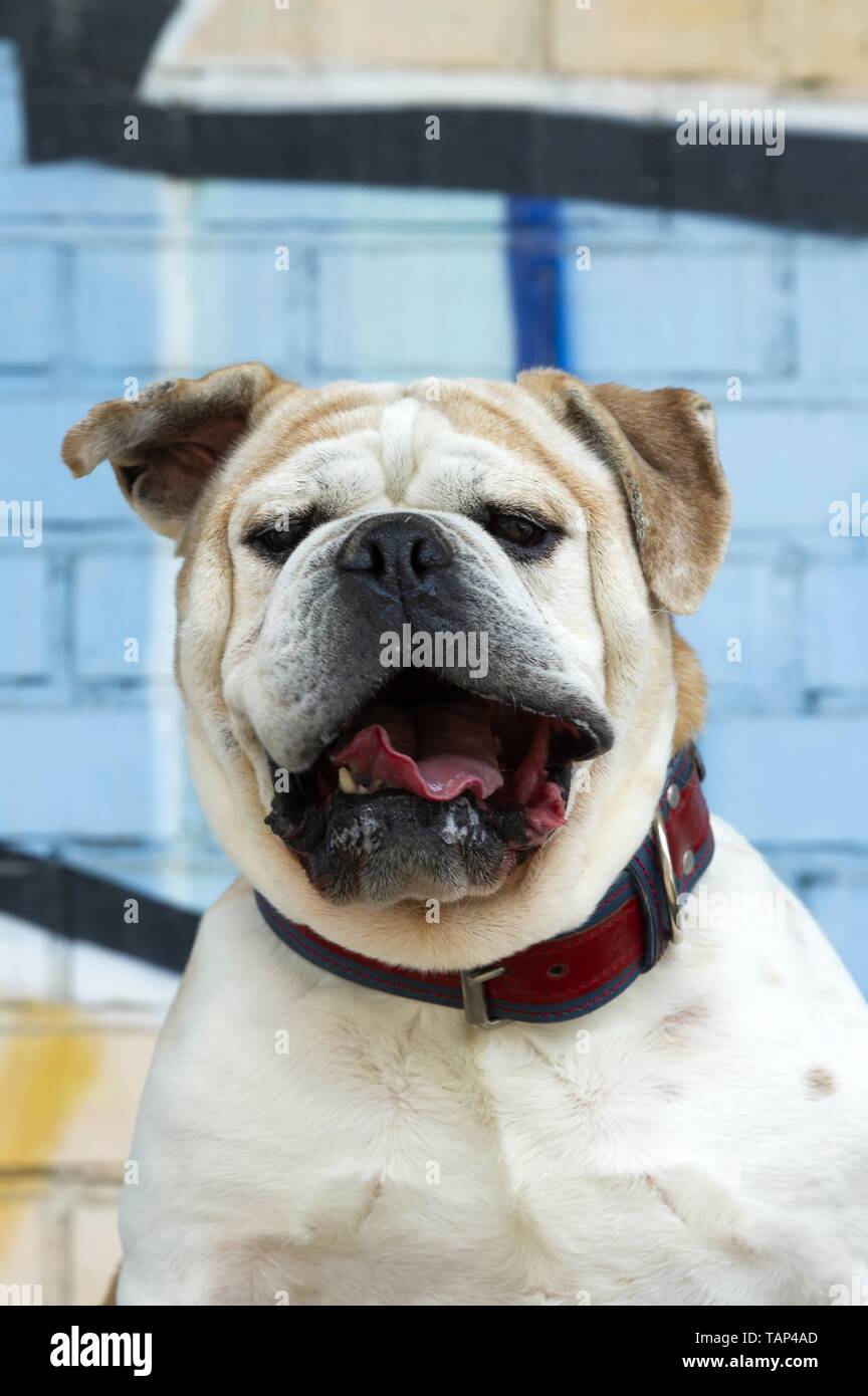 Olde English Bulldogge Portrait Stockfoto