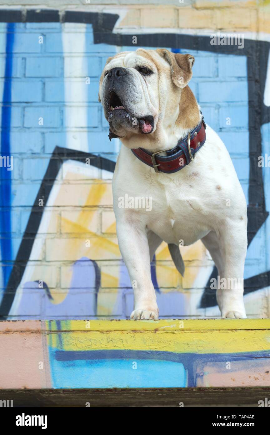 Olde English Bulldogge Stockfoto