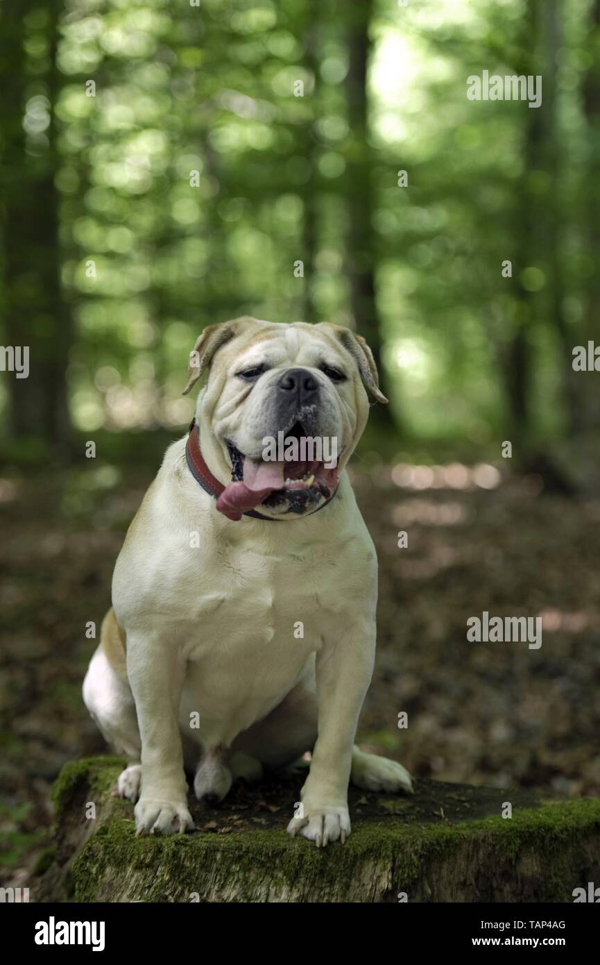 Olde English Bulldogge sitzend Stockfoto
