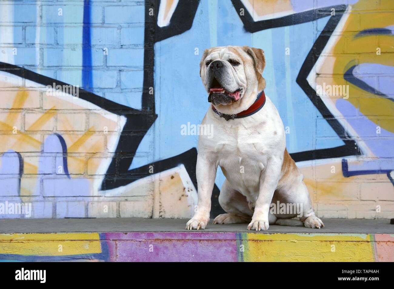 Olde English Bulldogge sitzend Stockfoto