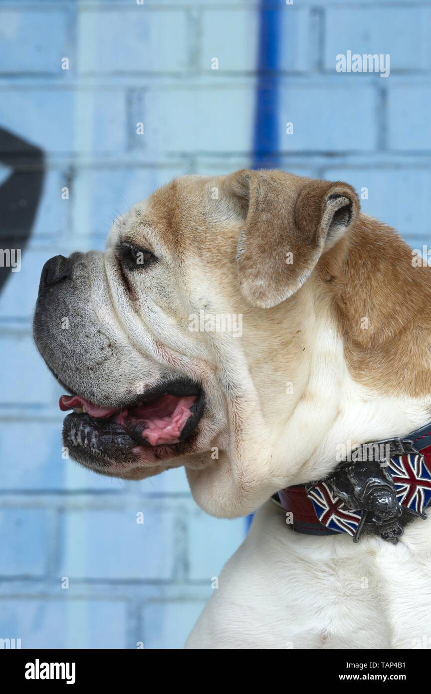 Olde English Bulldogge Portrait Stockfoto