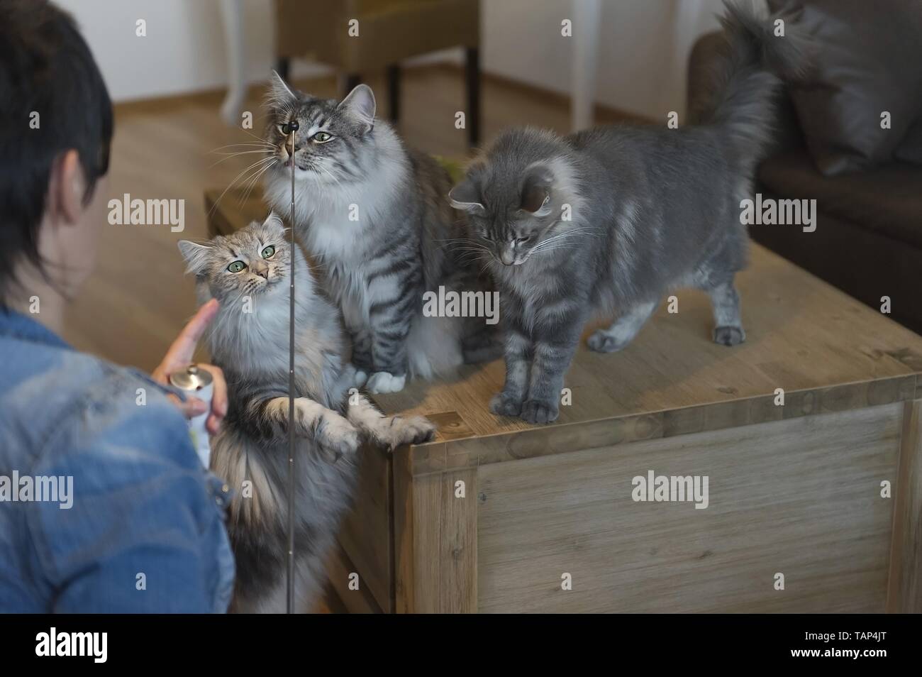 Norwegische Waldkatzen Stockfoto