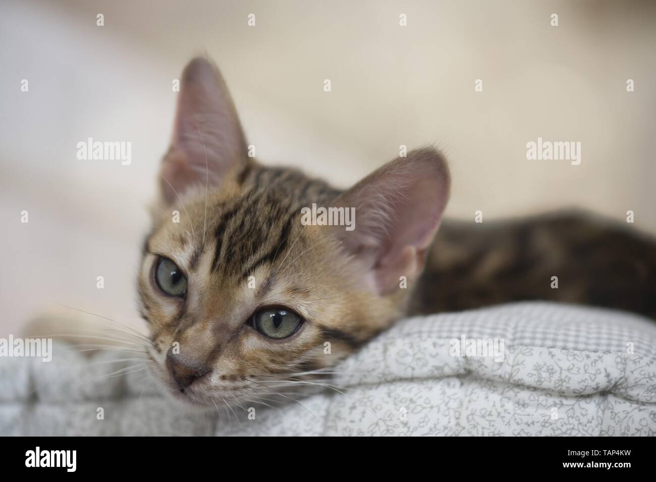 Bengal Katze in der Wohnung Stockfoto