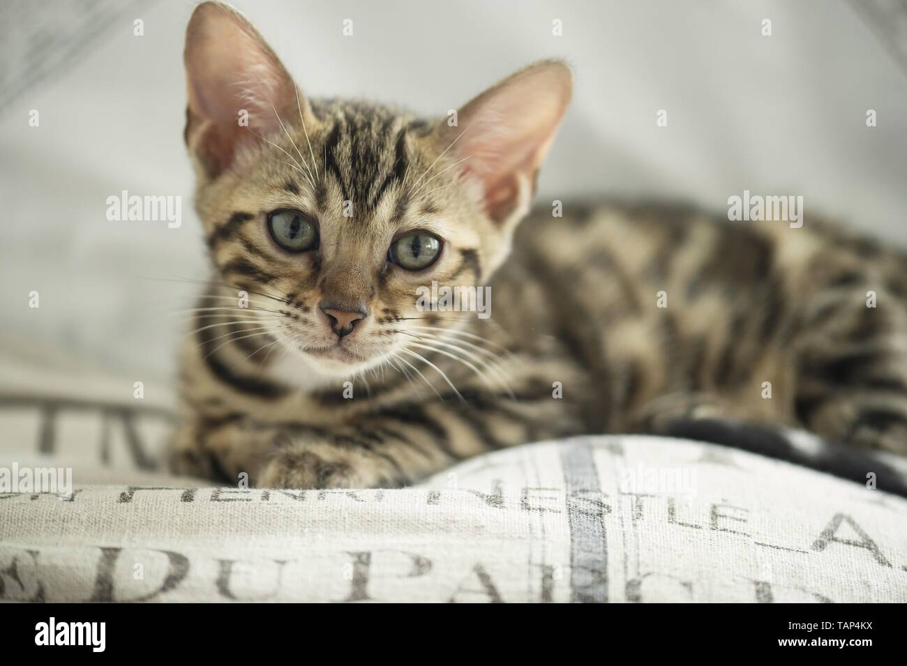 Bengal Katze in der Wohnung Stockfoto