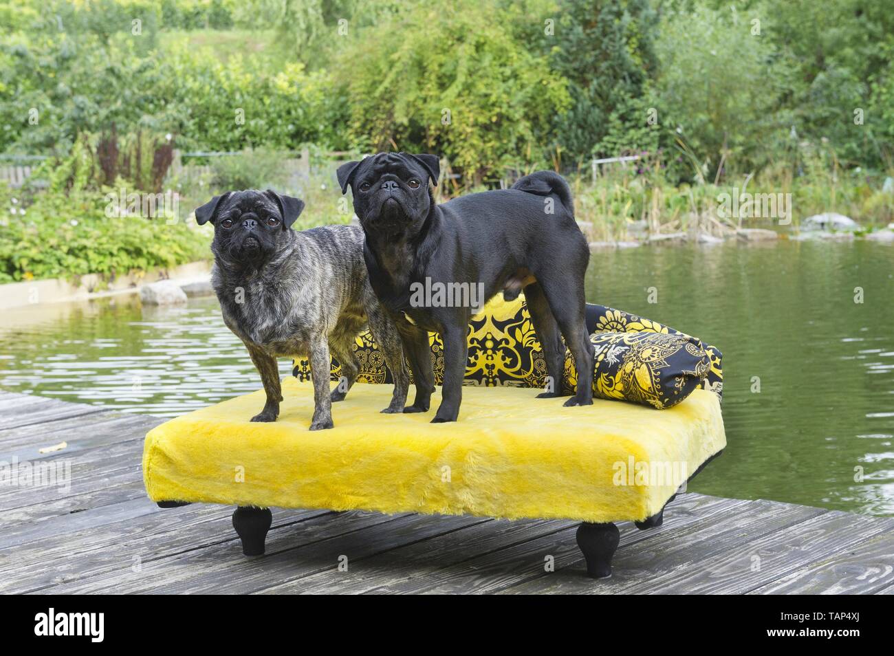 2 pugs Stockfoto