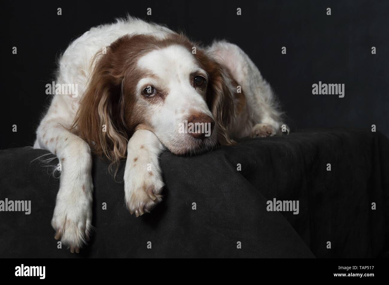 liegenden Epagneul Breton Stockfoto