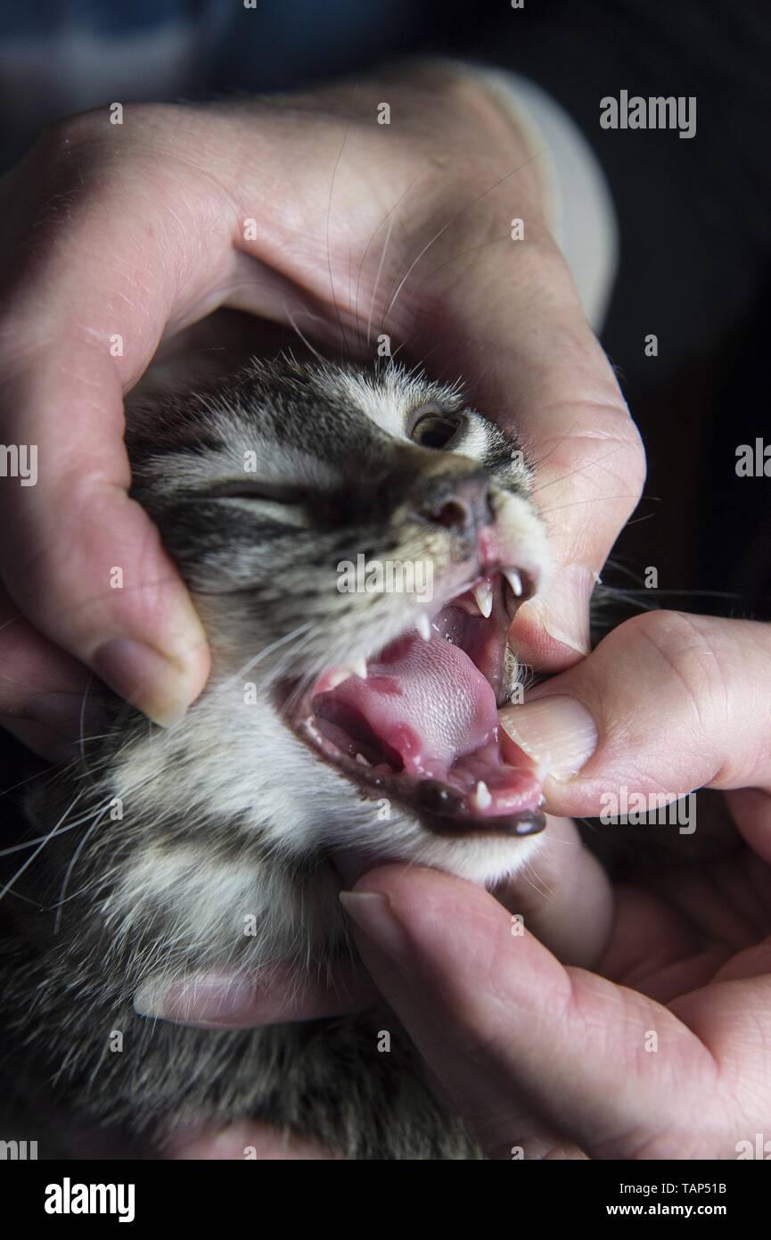 Felines Calicivirus Stockfoto