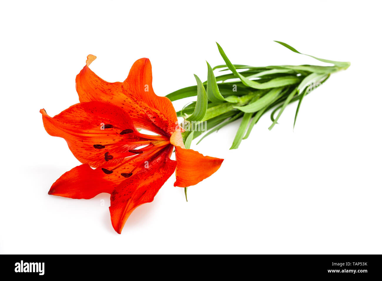 Orange Lilie Blume isoliert auf weißem backgrouind Stockfoto