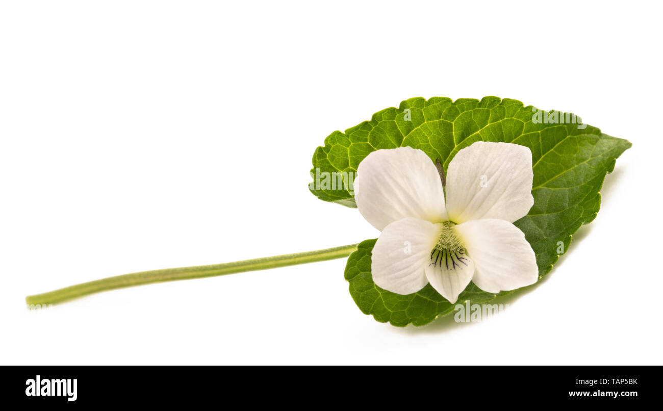 Weiße Stiefmütterchen Blume isoliert auf weißem Stockfoto