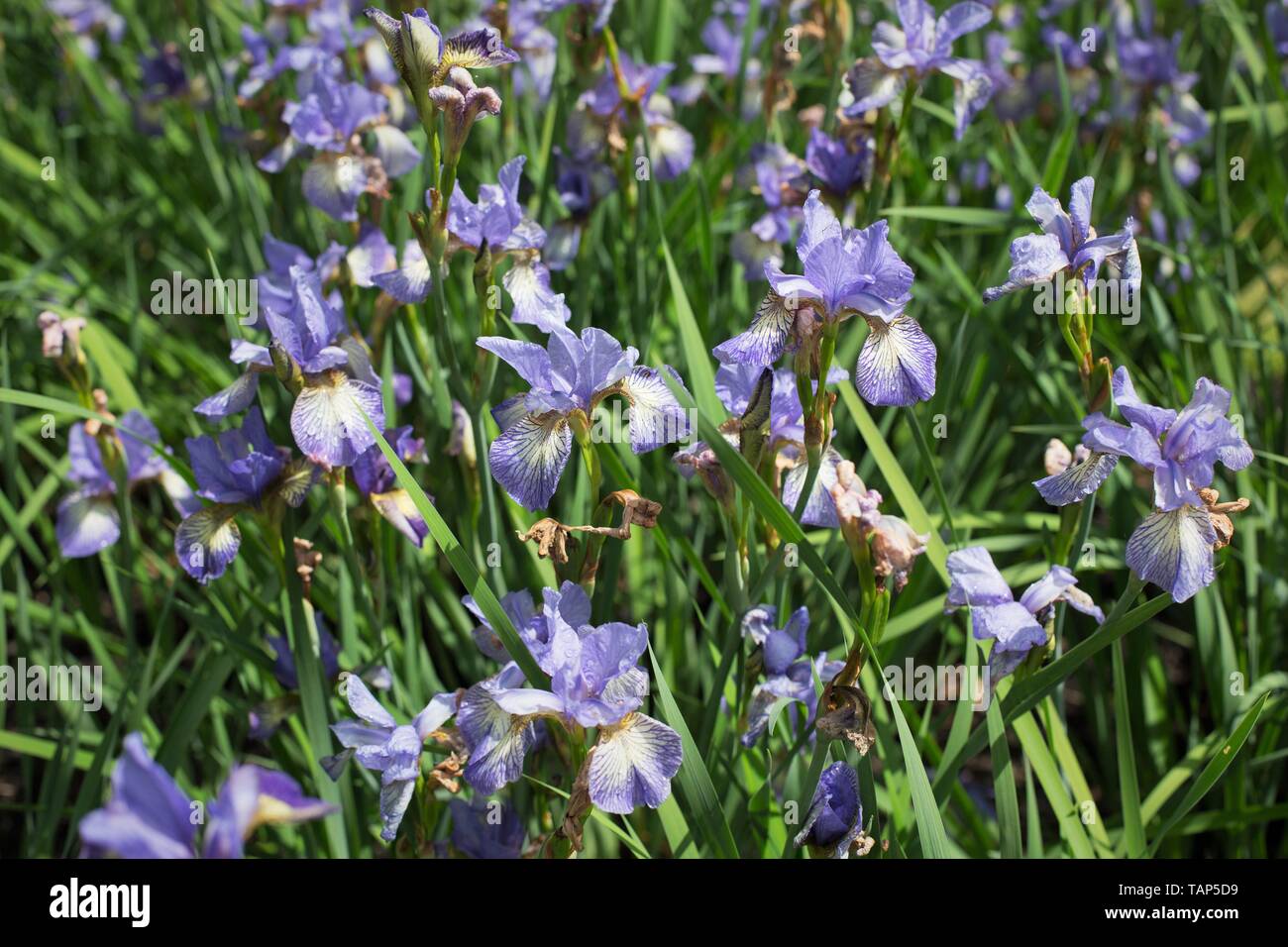 Iris' verbannen Unglück' bei Schreiner Iris Gärten in Salem, Oregon, USA. Stockfoto