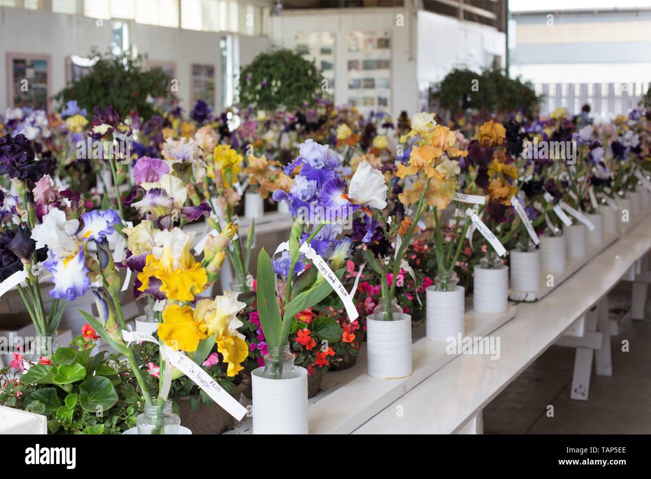 Die Show room bei Schreiner Iris Gärten in Salem, Oregon, USA. Stockfoto