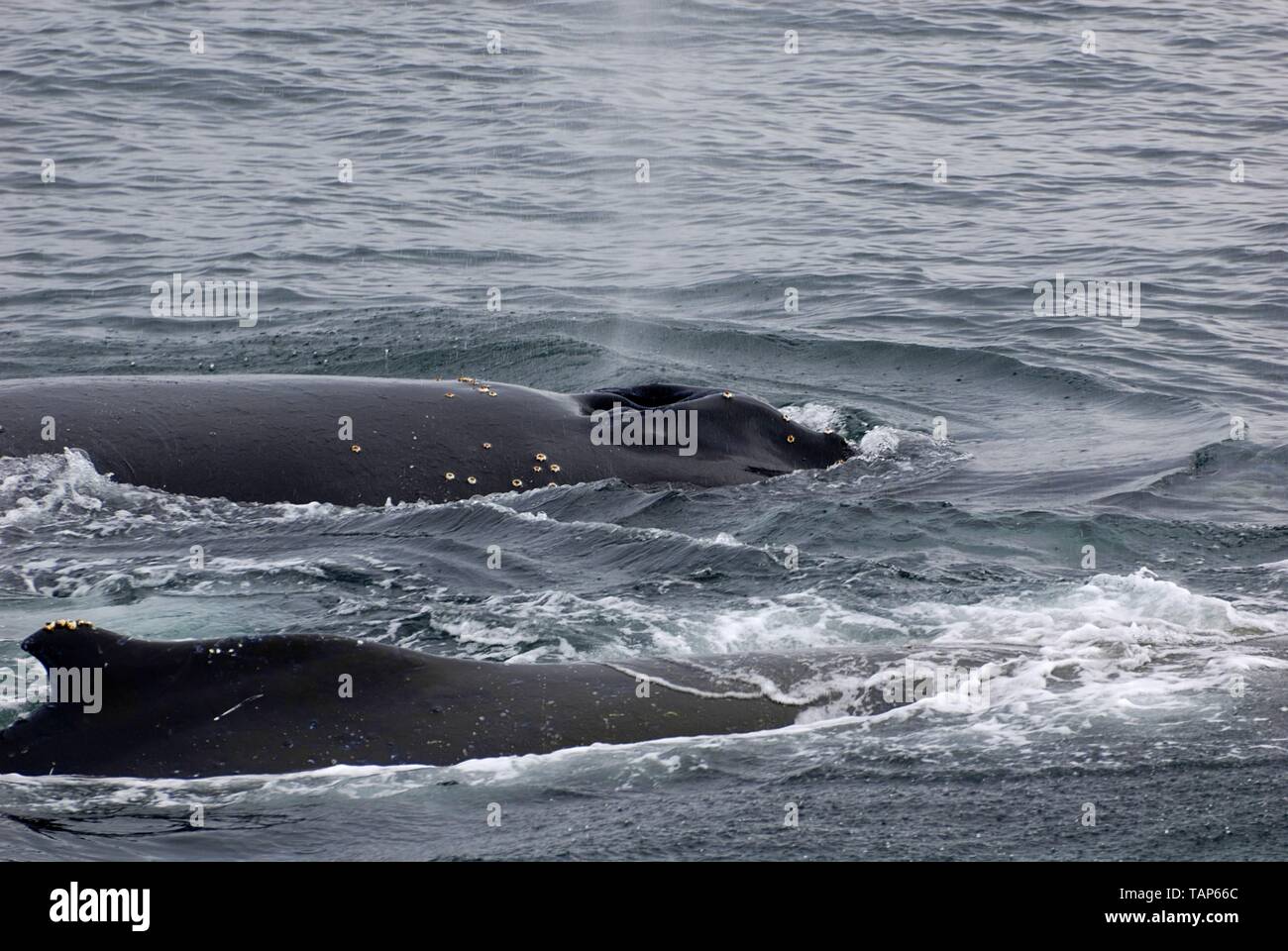 Buckelwale Stockfoto