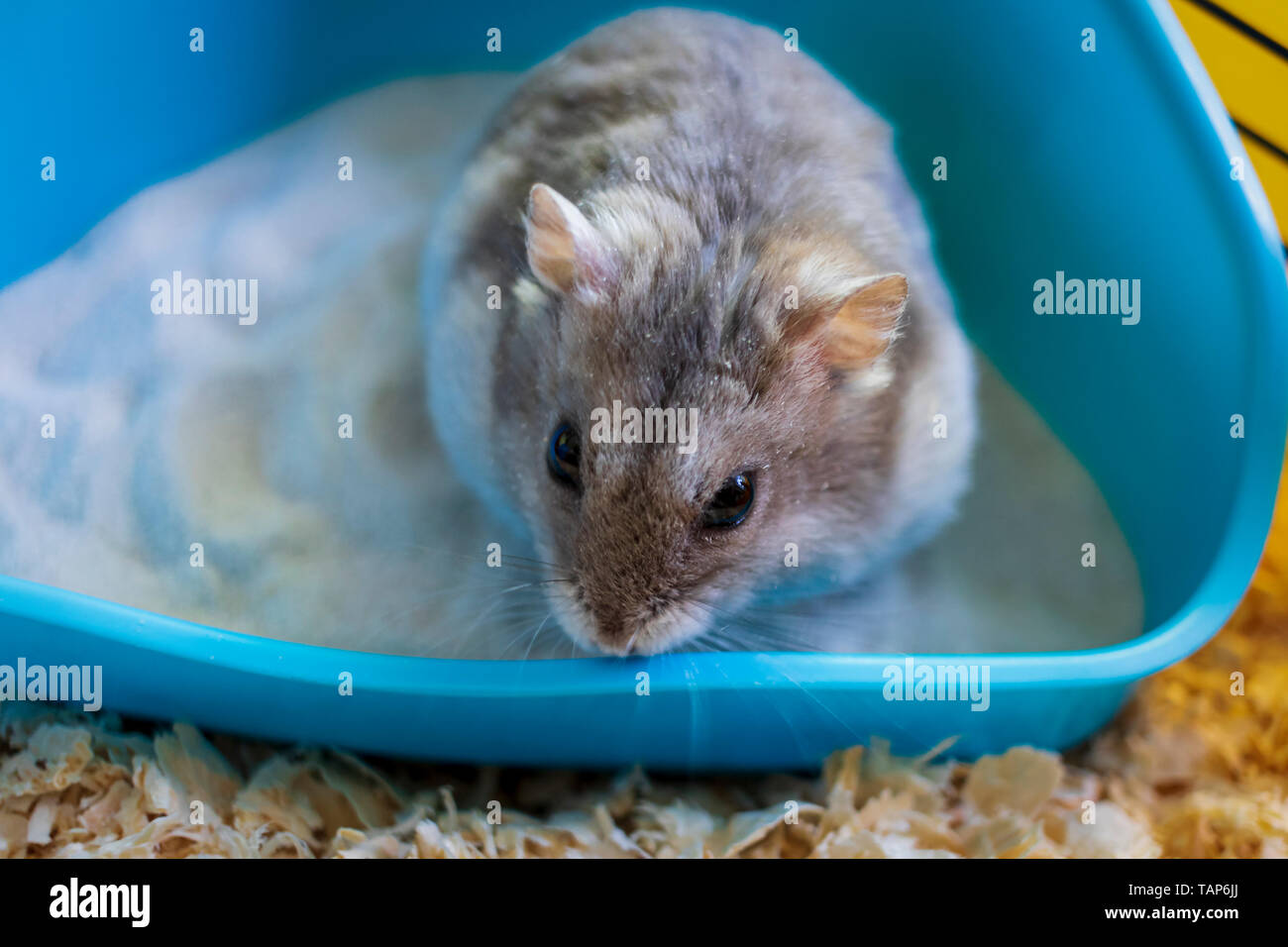 Hamster in seinem Käfig saß in seinem Sandbox Stockfoto