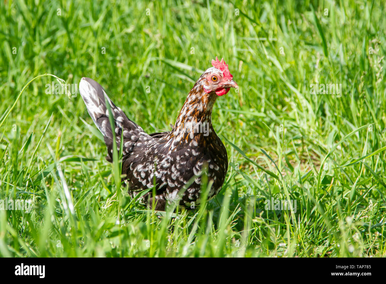 Steinhendl Steinpiperl Stoapiperl - - - Huhn - kritisch bedrohte Huhn züchten aus Österreich im freien Bereich (Gallus gallus domesticus) Stockfoto