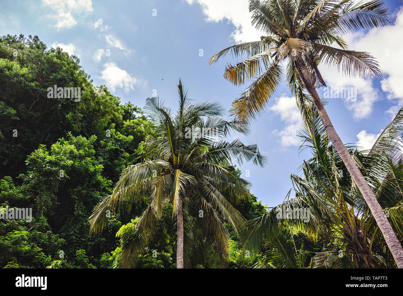 Palmen mit blauen Himmel im Hintergrund, Indonesien, Ferienhäuser Stockfoto