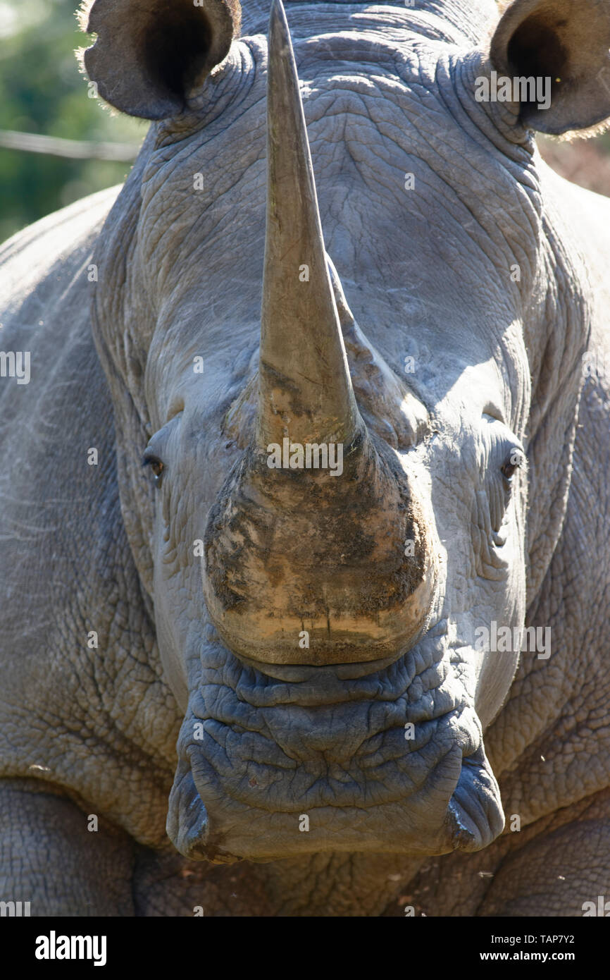 Weiss Nashorn, Eastern Cape, Südafrika Stockfoto