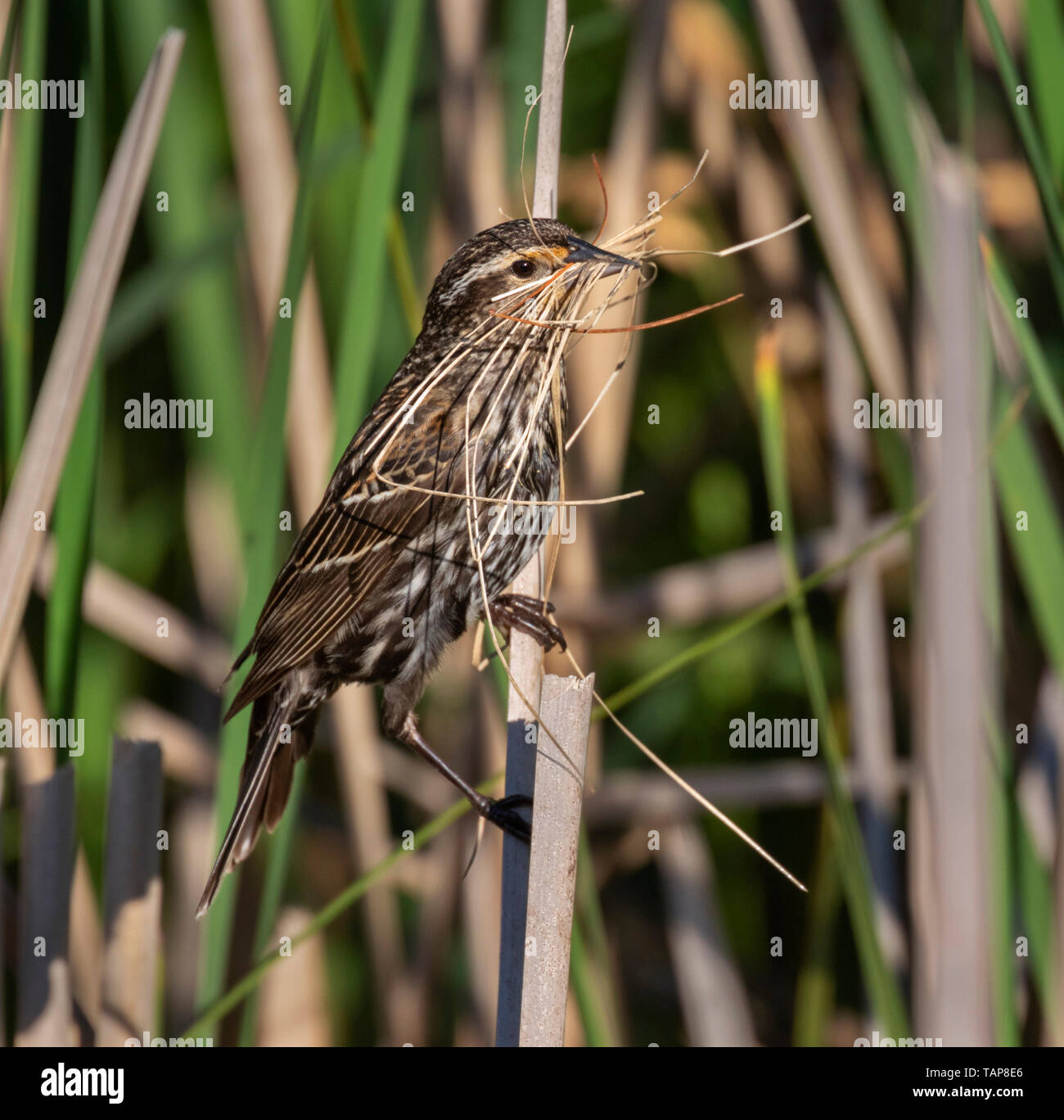 Red-winged blackbird (Agelaius phoeniceus) Weibchen mit Baumaterial für ein Nest im Schilf, Iowa, USA. Stockfoto