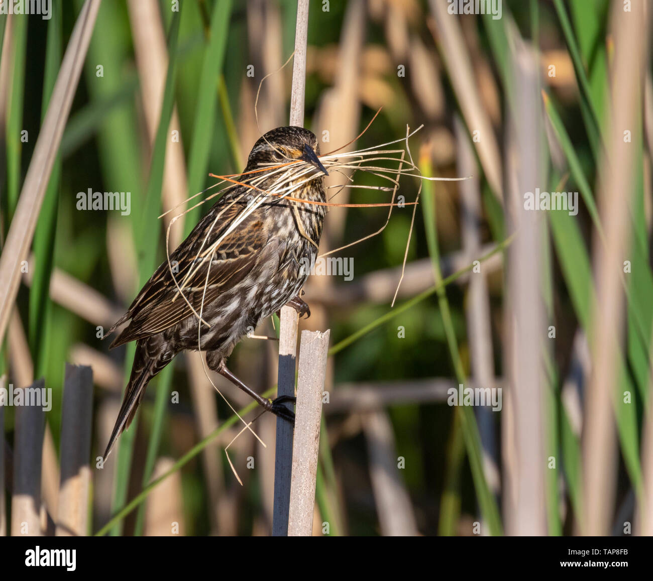 Red-winged blackbird (Agelaius phoeniceus) Weibchen mit Baumaterial für ein Nest im Schilf, Iowa, USA. Stockfoto