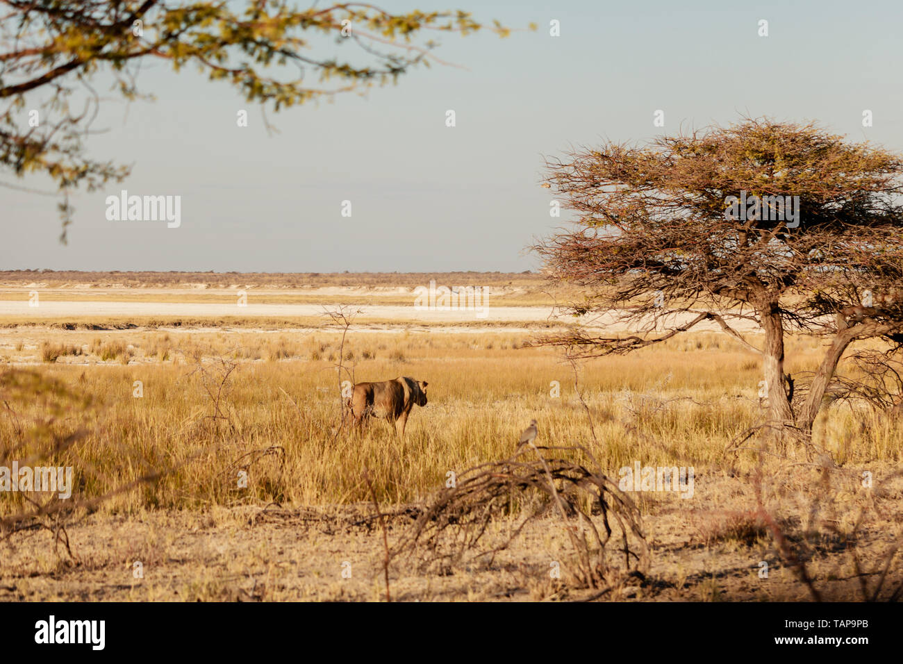 Löwin auf der Jagd Mode, Etosha National Park, Namibia Stockfoto