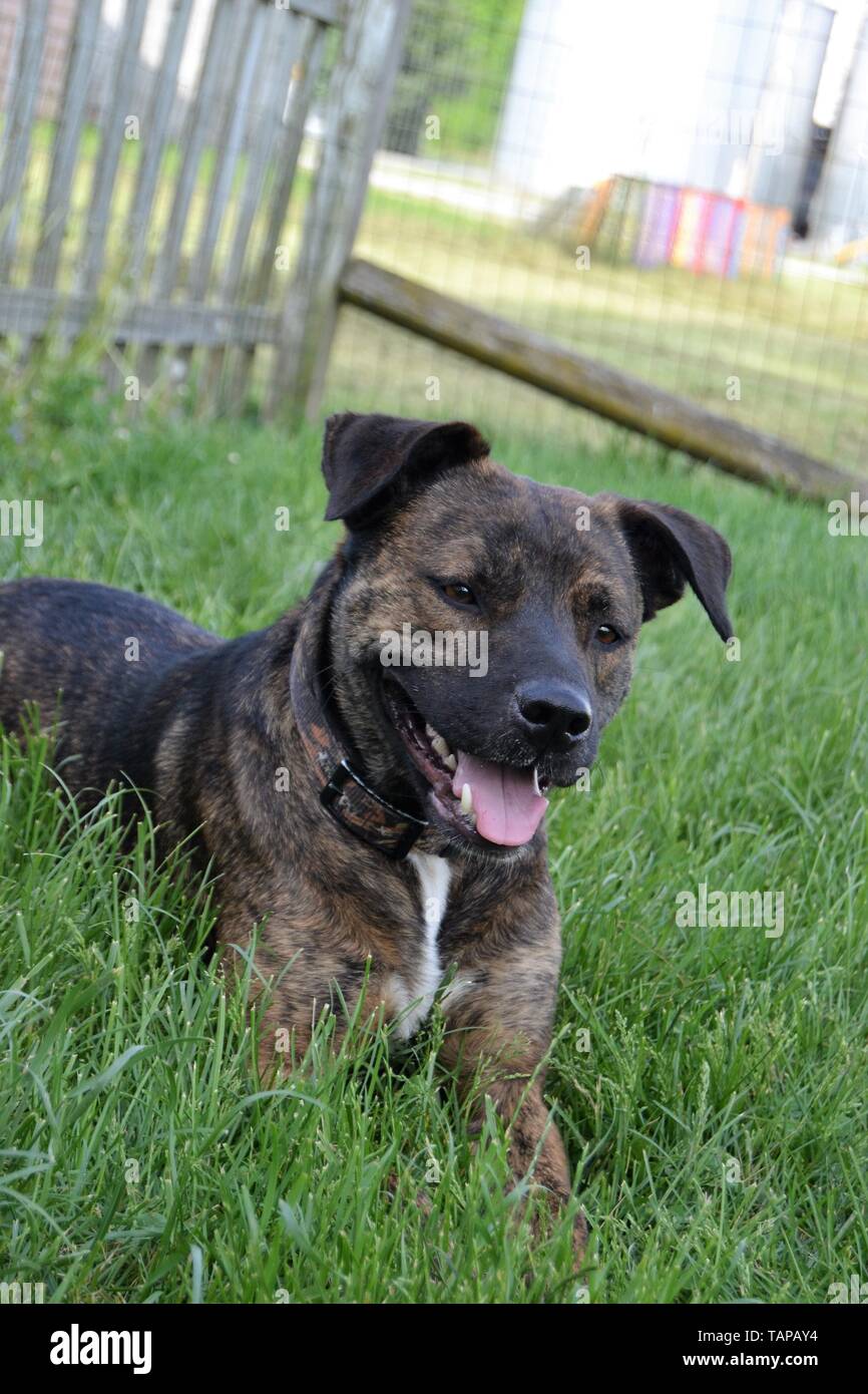 Subaru Impreza, See & Sonnenuntergang, Hund, Saje des Hobbys. Stockfoto