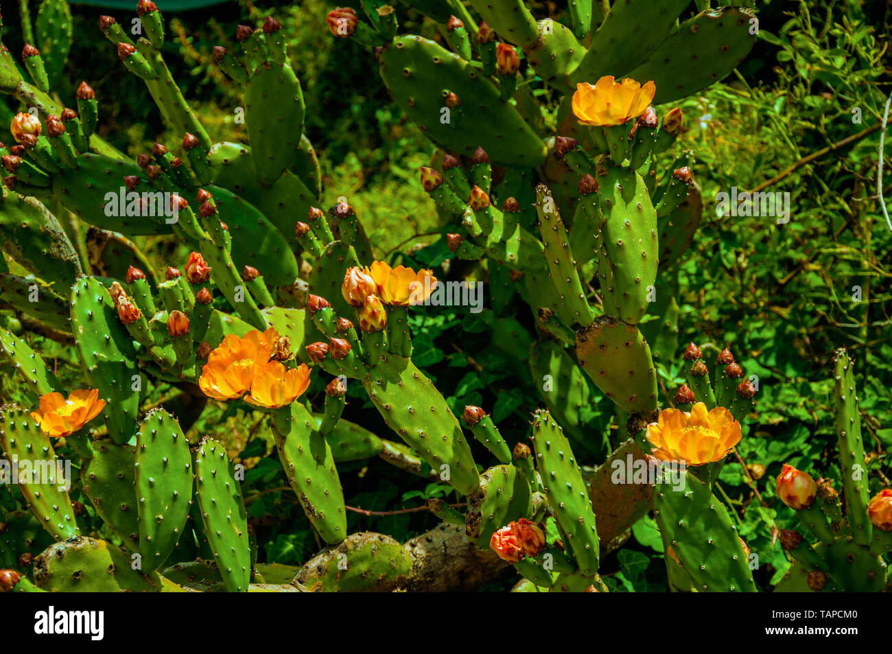 Areolen einzigartig fr kakteen -Fotos und -Bildmaterial in hoher Auflsung   Alamy