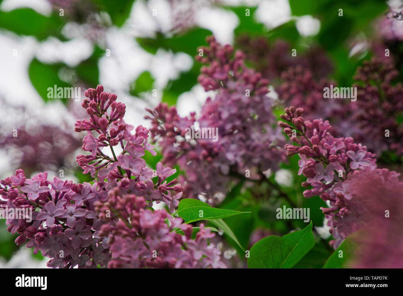 Bush von rosa Blume Hortensien blühen im Garten. Stockfoto