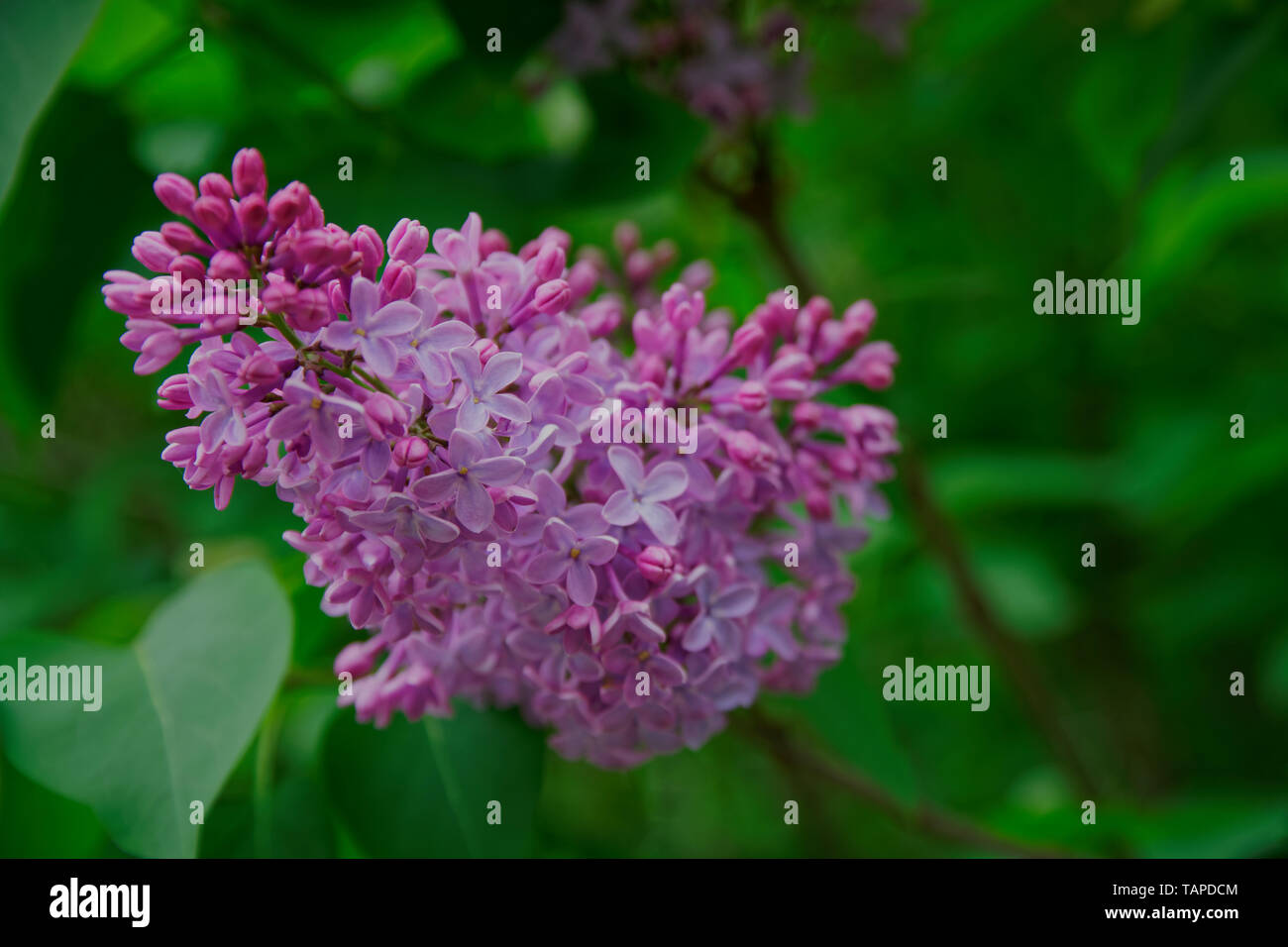 Bush von rosa Blume Hortensien blühen im Garten. Stockfoto