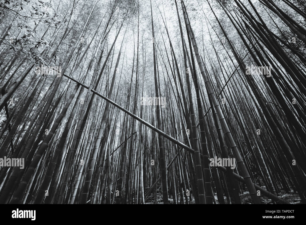 Geheime Bambus Wald von fushimi Inari Schrein Stockfoto