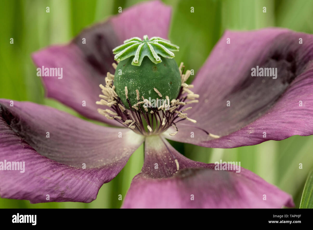 Poppy Seed Pods Stockfoto