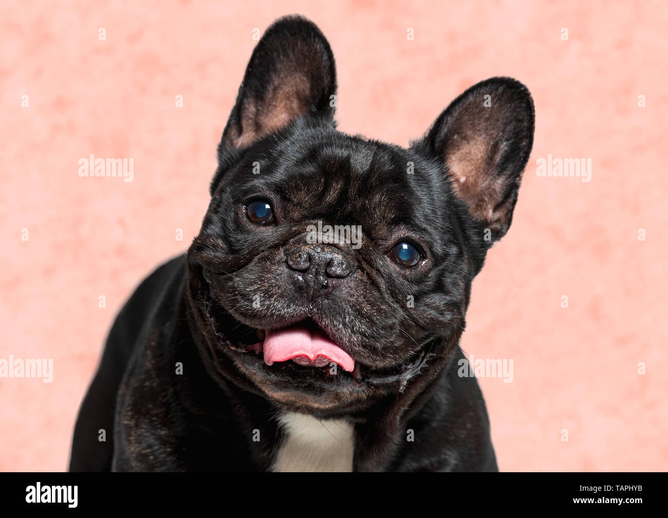 Porträt einer niedlichen schwarzen Französische Bulldogge lächelnd. Haustier. Stockfoto