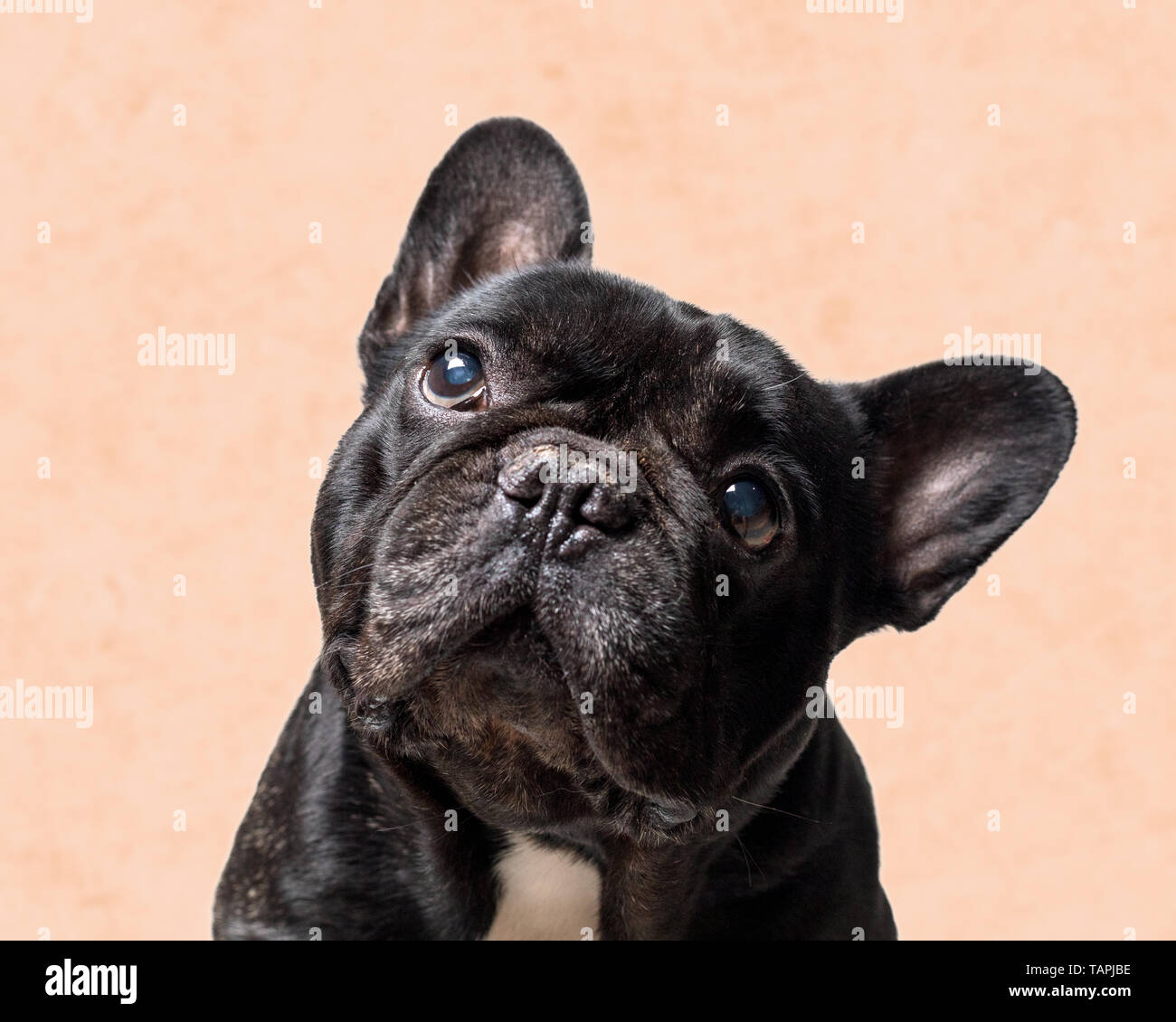 Porträt eines schwarzen Französische Bulldogge auf orangem Hintergrund. Stockfoto