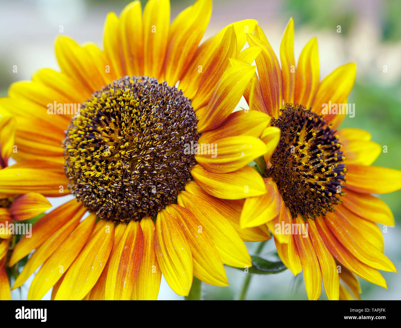Zwei Sonnenblumen eine links und eine nach rechts, oben geschlossen, flache Tiefenschärfe. Stockfoto