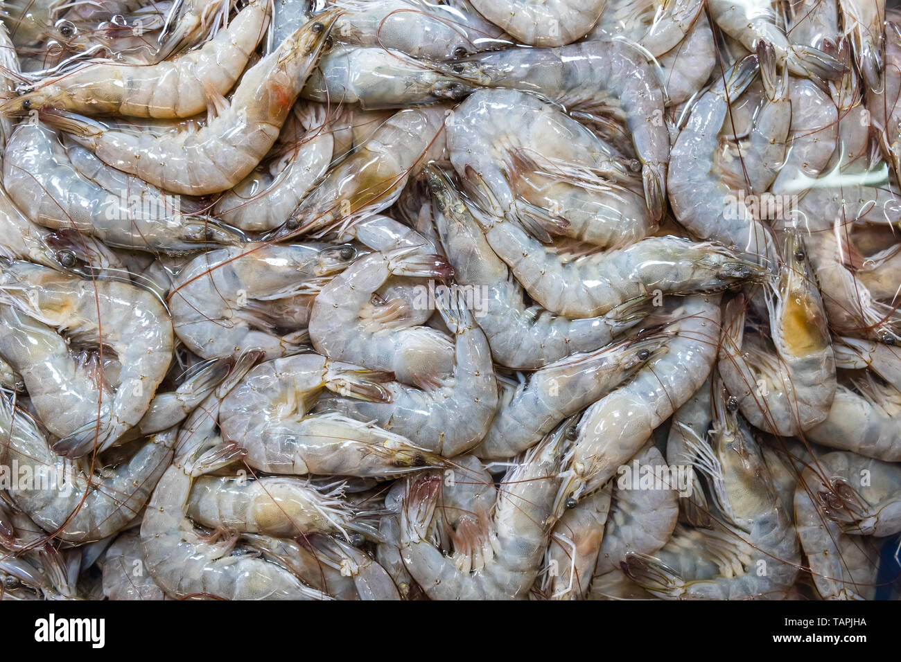Meer Garnelen auf der Straße Markt in Thailand. Rohe Garnelen für das Kochen. Stockfoto