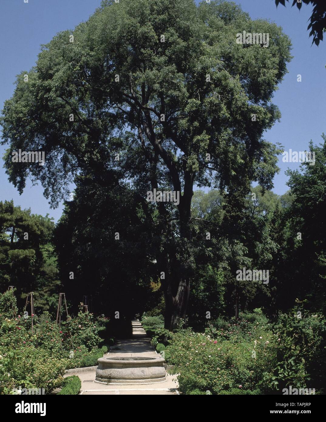 JARDIN. Lage: JARDIN BOTANICO - Interieur. MADRID. Spanien. Stockfoto
