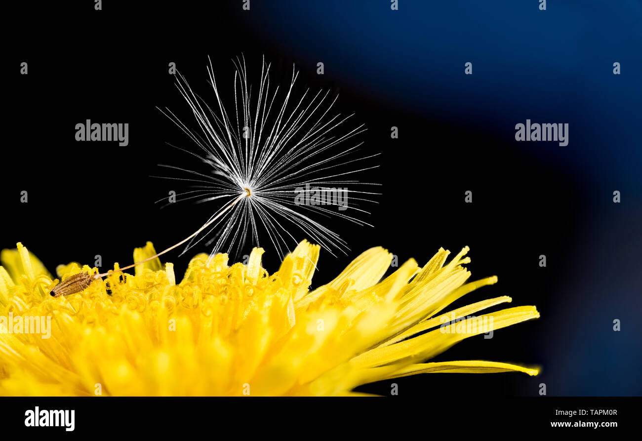 Single Löwenzahn Samen. Gelbe Blüte Detail. Taraxacum officinale. Helle Frühjahrsblüte und fragilen weißen Flaum. Dunkle Nacht Hintergrund. Ökosystem. Stockfoto