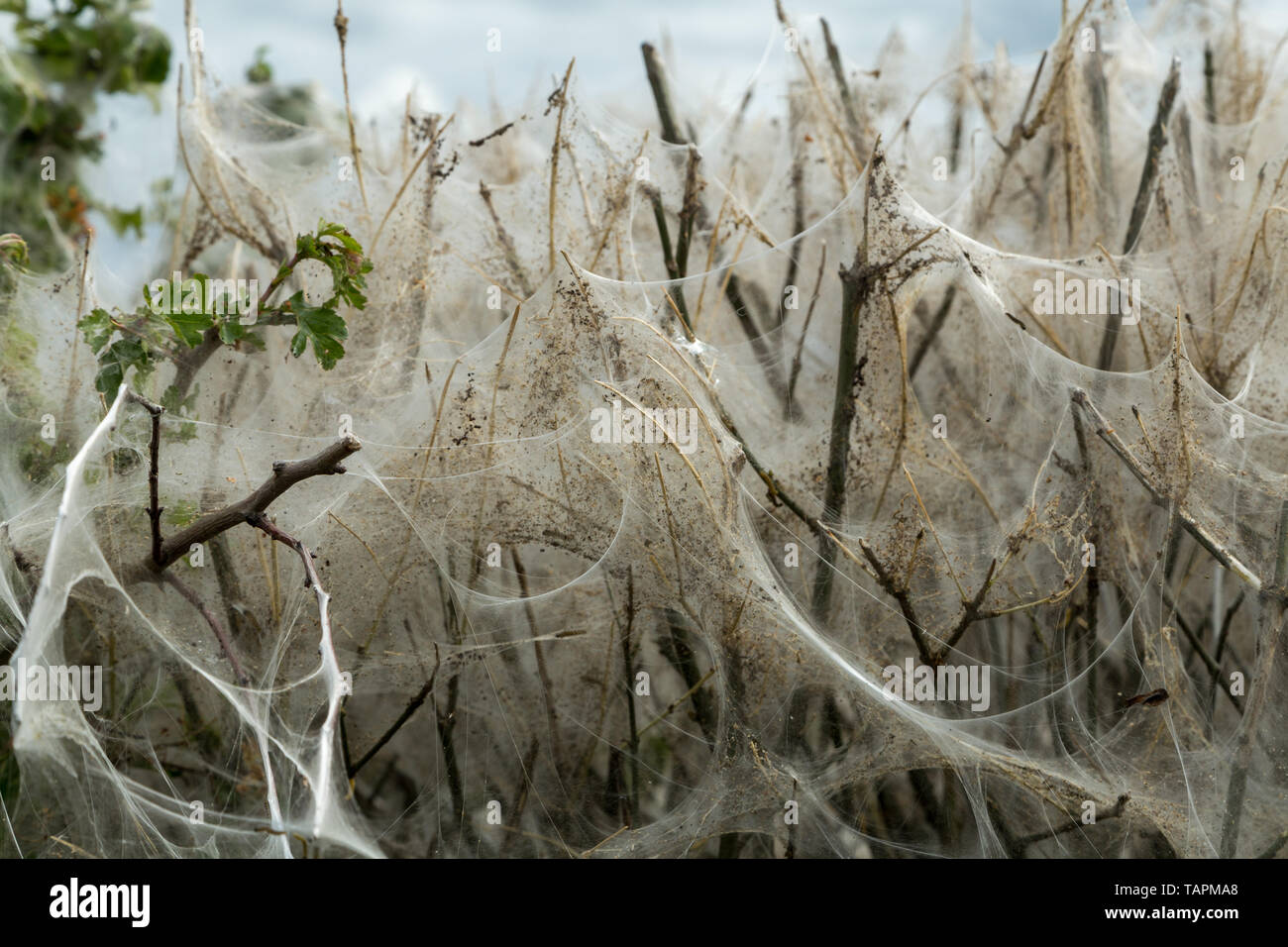 Die Überreste einer Kolonie von Hermelin Nachtfalter Raupen auf einem blackthorn Hecke in Bedfordshire, Großbritannien. Familie Yponomeutidae. Silken web. Stockfoto